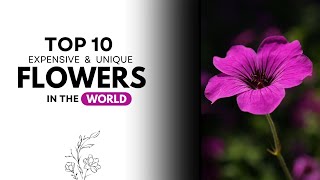 Top 10 Most Stunning Flowers in the World You Must See [upl. by Eartnoed293]