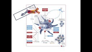 2 Treatment of ACSPart 1 General Lines amp Antithrombotic Therapy Arabic Version [upl. by Odlonra858]