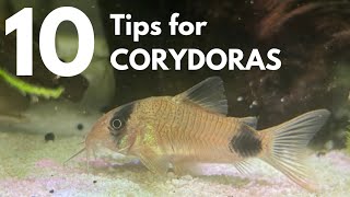 Top 10 TIPS for keeping CORYDORAS Breeding Diet Habitat and More [upl. by Goodson]