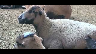 Hobby Farm hanging out with sheep and chickens [upl. by Beitnes241]