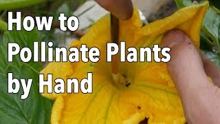 Hand Pollination How to Pollinate Plants by Hand [upl. by Kissiah818]