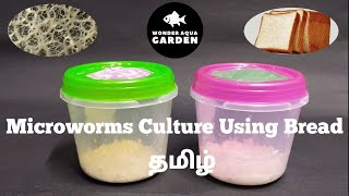 How to Culture Microworms using Bread with Starter culture in Tamil தமிழ்  Wonder Aqua Garden [upl. by Cerelia58]