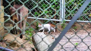 優しいカンガルーに「どうぞ」と道を譲ってもらう野良子猫🦘 [upl. by Keegan]