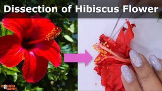 Dissection of Hibiscus Flower  Parts of a Flower [upl. by Webber207]