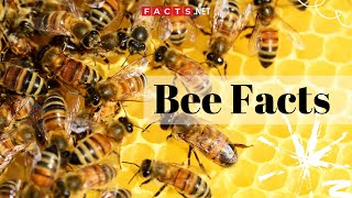 Bee Facts  All About Honeybees Bumblebees and Queen Bees [upl. by Darelle]