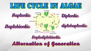 Alternation of generationPlant KingdomBiology class 11th NcertNeet biology [upl. by Hendrick]