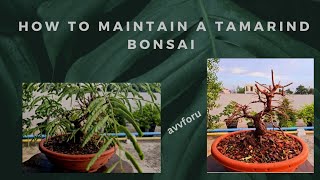 How To Maintain A Tamarind Bonsai Treeadityastinytrees [upl. by Yelsa]