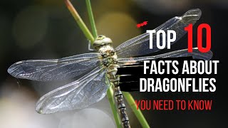 10 Amazing Dragonflies Facts You Need to Know [upl. by Eibbil602]