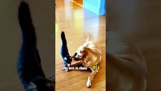 Collections of Cats vs Dogs and their trivia cute cat dog funny [upl. by Arsi]