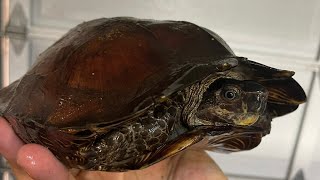 How to Deworm your Turtle Tortoise  Precautionary deworming Heosemys spinosa [upl. by Wylma]