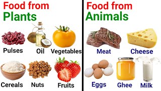 Food from animals and plants  Sources of food  Kids learning  kids [upl. by Querida107]