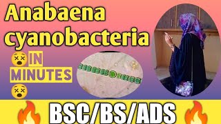 Anabaena cyanobacteriaheterocystplant bodyreproductionfull concepthuzaifa rfq tutorial [upl. by Oirottiv]