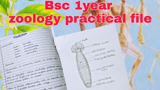 Bsc 1 year Zoology practical file [upl. by Marra]