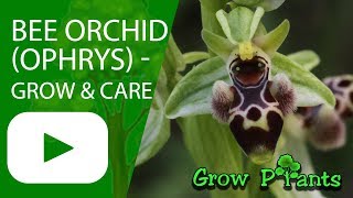 Bee Orchid  Ophrys  grow amp care Beautiful Orchids [upl. by Tomasine]