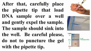 Correct Way of Loading DNA in Agarose Gel Electrophoresis [upl. by Eiramlatsyrk471]