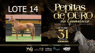 LOTE 14 CEREJA DA ARABELA [upl. by Finley406]