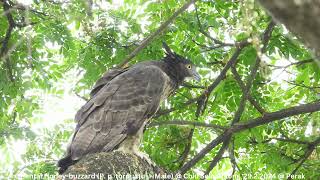 Oriental Honeybuzzard Pernis Ptilorhynchus torquatus  Male  Chiu S C DSCN2320 [upl. by Gschu]