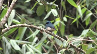 Borneo Birds [upl. by Monteria804]