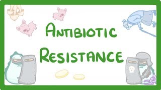 GCSE Biology  What is Antibiotic Resistance Why Antibiotic Resistance is a HUGE issue 81 [upl. by Eahsal88]