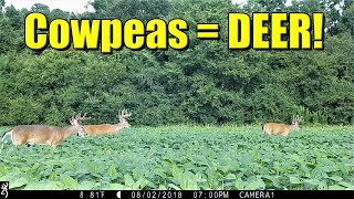 Cowpeas For Deer Update With Deer Pics amp Video [upl. by Ynohtnanhoj]