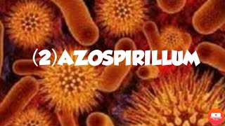 AZOSPIRILLUMFREE LIVING NITROGEN FIXING BACTERIA [upl. by Bilac121]