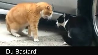 Sprechende Katzen  Talking Cats Official german subtitles [upl. by Olatha78]