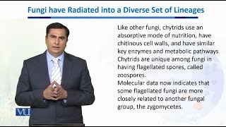 Fungi have Rediated into a Diverse set of Lineages Biodiversity amp EvolutionII  BT201Topic089 [upl. by Keverian221]