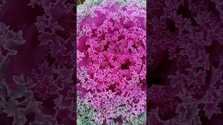 Ornamental cabbage plant  Kale flowers 😍♥️🔥🌿shorts ornamentalcbbage [upl. by Eal403]