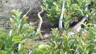 Amazing Snake Mating Know More About Snake Reproduction [upl. by Josias613]