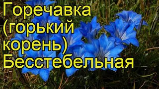 Горечавка бесстебельная Краткий обзор описание характеристик где купить рассада gentiana acaulis [upl. by Ferreby]