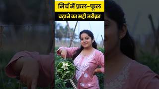 Mirchi ki fasal 🌶️में फ़लफूल बढ़ाने के लिए यह technique का करें इस्तेमाल agrostar chili farming [upl. by Cassidy861]