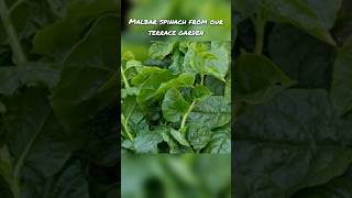 malbar spinach basale soppu our terrace garden [upl. by Ahseekan]