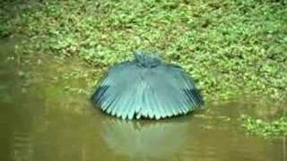 Black Egret Egretta ardesiaca [upl. by Henrietta]