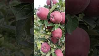 Jeromine Apple 🤩🤩  One of the Top Variety In Kashmir  SN [upl. by Jamnis]