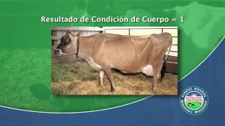 Cómo Calificar la Condición Corporal de la Vaca Lechera [upl. by Suivatco769]