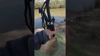 澳洲討伐巨型鯉魚！ fishing 搞笑 [upl. by Ditter]