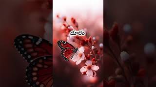 Dhooram kariginaa song whatsapp status telugu whatsapp status song [upl. by Bradlee]