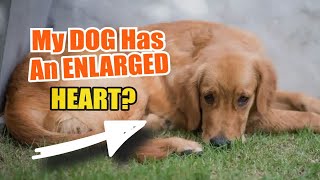 ❤️🐶¿WHAT if My DOG ​​Has an ENLARGED HEART [upl. by Brout]