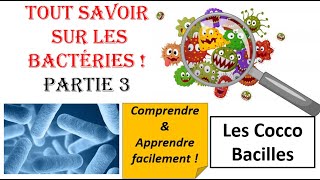 Les Bactéries COCCOBACILLES  TOUT SAVOIR sur les Bactéries  Comprendre amp Apprendre [upl. by Lednem]