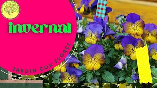 🌱Como Germinar PENSAMIENTOS 😲 Viola x wittrockiana😀 para el invierno florido [upl. by Khan]