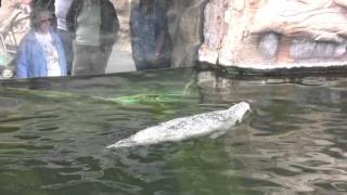 Oregon Coast Aquarium New Pinniped Enclosure [upl. by Chute]