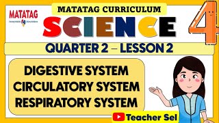 GRADE 4 SCIENCE 4 QUARTER 2 WEEK 2 MATATAG DIGESTIVE  CIRCULATORY AND RESPIRATORY SYSTEM [upl. by Aihcropal82]