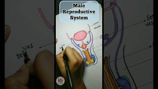 Male reproductive system malereproductivesystembiologyshortsdrawing [upl. by Sewellyn544]