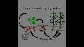 Introduction Of Azospirillum biofertilizer [upl. by Limbert]