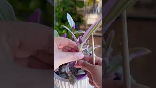 Tradescantia Nanouk plants propagation garden indoorplants plantcare gardening plantas plant [upl. by Llenrad]