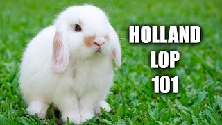 Holland Lop Behavior The Truth About Holland Lop Rabbits [upl. by Chloras311]