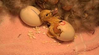 From Pip to Pumpkin a Muscovy duck egg hatches [upl. by Nadeau]