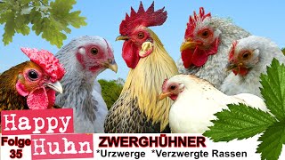 E35 Das Zwerghühner SPEZIAL bei HAPPY HUHN  Geschichte Haltung Stall Rassen Urzwerge Hühner [upl. by Alset]