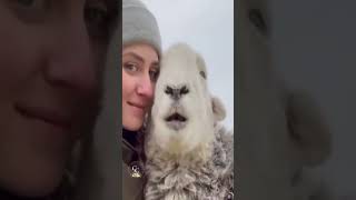 Funny Animals Try Not To Laugh  Compilation 😂😍🐾 [upl. by Lavelle78]