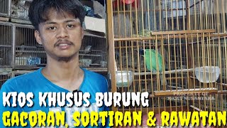 BARANG BARU HARGA TERJANGKAU  BELI BURUNG GACORAN DI KASIH HARGA BAHAN [upl. by Elac]